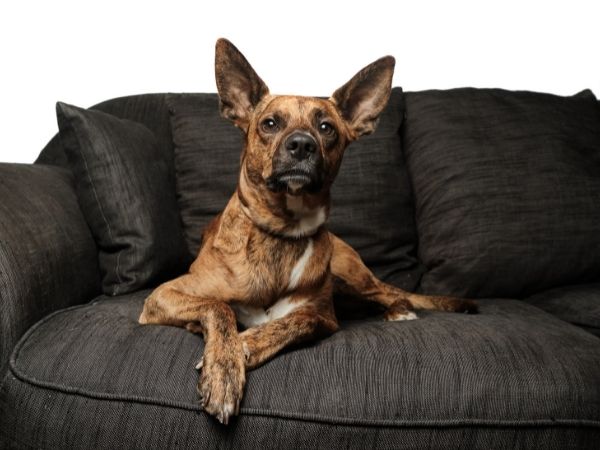 Melhor tecido para sofá para quem tem cachorro - 2023