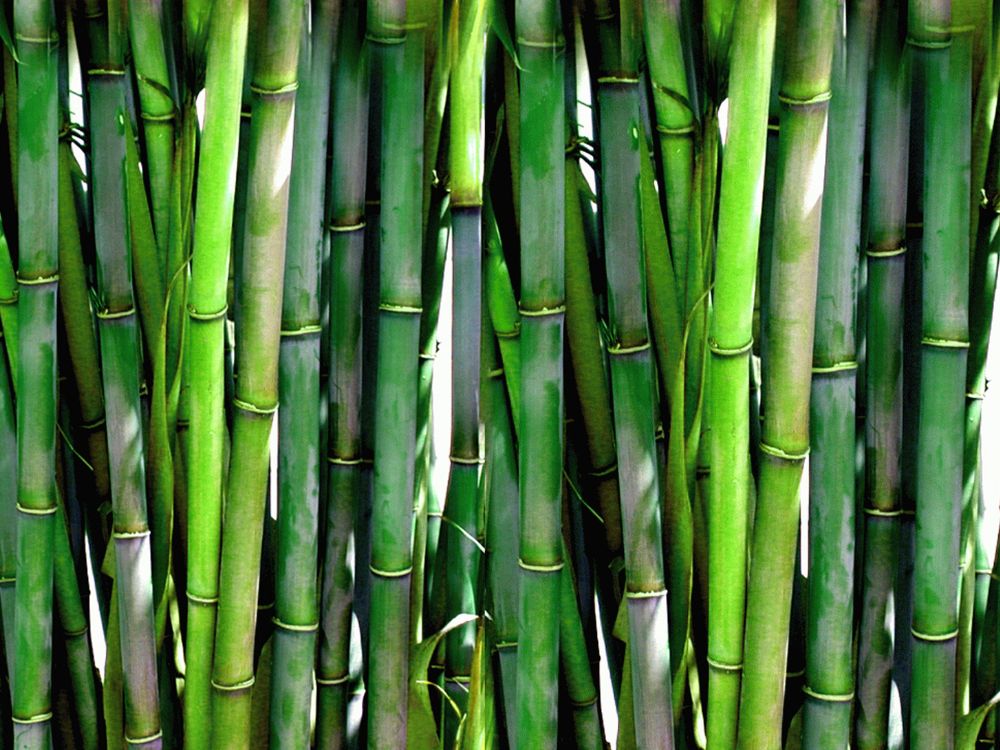 painel de bambu