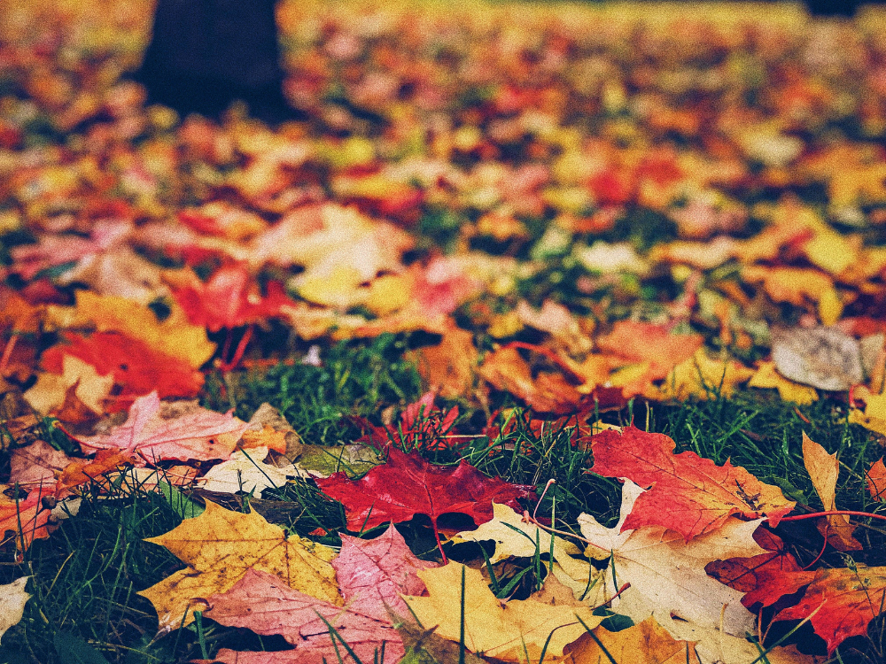 Como lavar grama sintética