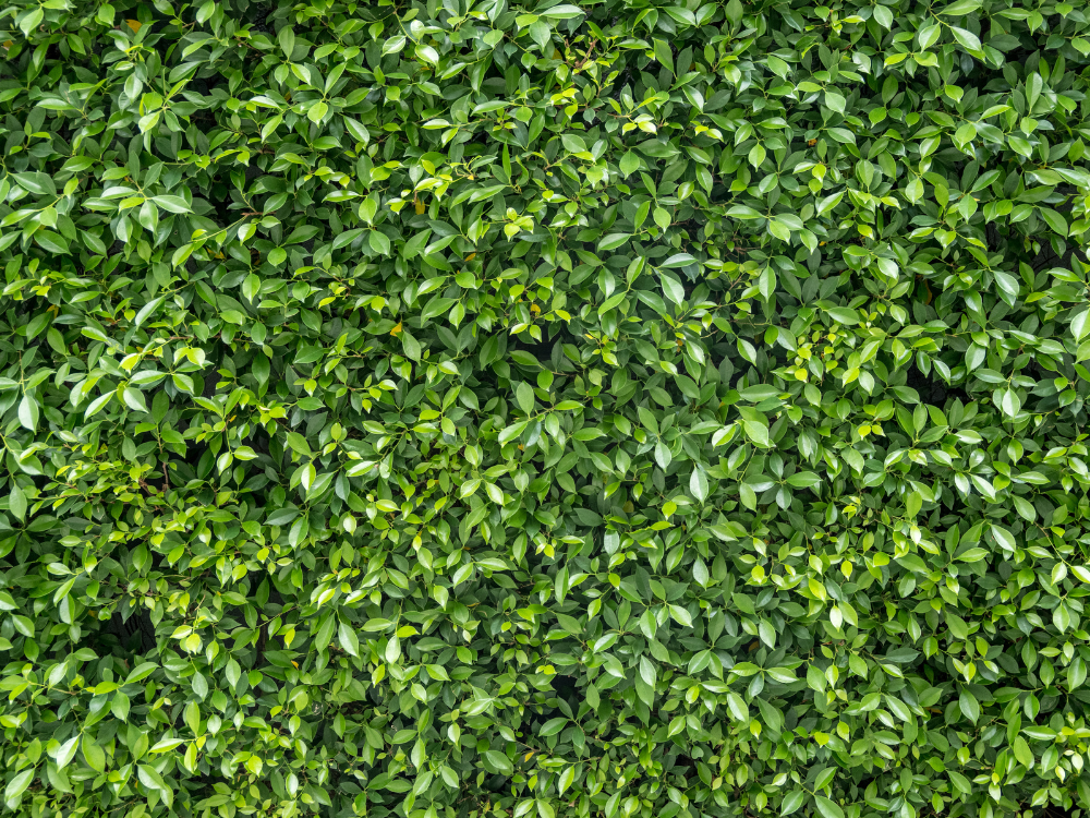 estrutura de jardim vertical